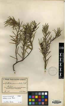 Type specimen at Edinburgh (E). Pritzel, Ernst: 437. Barcode: E00103071.