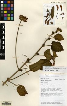 Type specimen at Edinburgh (E). RBGE & Philippine National Herb. Exped. (1999): 99202. Barcode: E00103334.