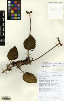 Type specimen at Edinburgh (E). RBGE & Philippine National Herb. Exped. (1999): 99202. Barcode: E00103335.