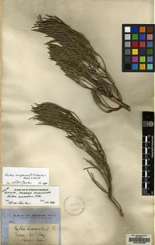 Type specimen at Edinburgh (E). Brown, Robert: . Barcode: E00103429.