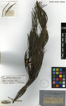 Type specimen at Edinburgh (E). Brown, Robert: . Barcode: E00103437.