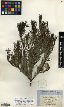 Type specimen at Edinburgh (E). Brown, Robert: . Barcode: E00103457.