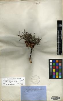 Type specimen at Edinburgh (E). Brown, Robert: 3382. Barcode: E00103551.