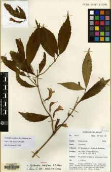 Type specimen at Edinburgh (E). Argent, George; Mendum, Mary; Hendrian, Sofyan: 00173. Barcode: E00103959.