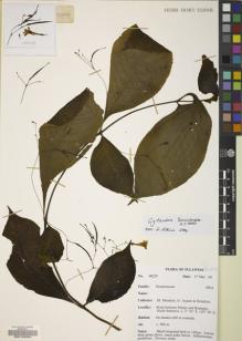 Type specimen at Edinburgh (E). Argent, George; Mendum, Mary; Hendrian, Sofyan: 00229. Barcode: E00103961.