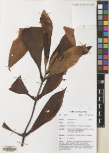 Type specimen at Edinburgh (E). Argent, George; Mendum, Mary; Hendrian, Sofyan: 00111. Barcode: E00103969.