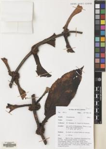 Type specimen at Edinburgh (E). Argent, George; Mendum, Mary; Hendrian, Sofyan: 00111. Barcode: E00103970.