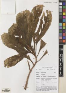 Type specimen at Edinburgh (E). Argent, George; Mendum, Mary; Hendrian, Sofyan: 00240. Barcode: E00103973.