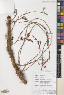 Type specimen at Edinburgh (E). Argent, George; Mendum, Mary; Hendrian, Sofyan: 00240. Barcode: E00103974.