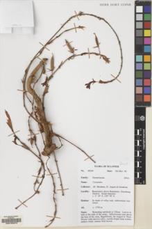 Type specimen at Edinburgh (E). Argent, George; Mendum, Mary; Hendrian, Sofyan: 00240. Barcode: E00103975.