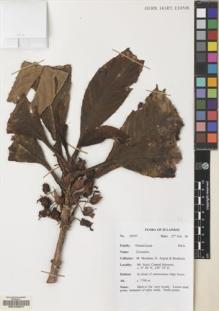 Type specimen at Edinburgh (E). Argent, George; Mendum, Mary; Hendrian, Sofyan: 00197. Barcode: E00103977.