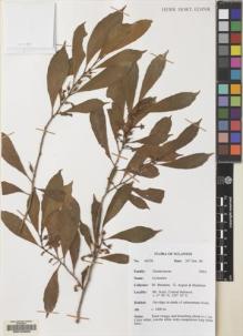 Type specimen at Edinburgh (E). Argent, George; Mendum, Mary; Hendrian, Sofyan: 00158. Barcode: E00103983.