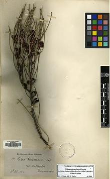 Type specimen at Edinburgh (E). Drummond, James: 191. Barcode: E00104218.