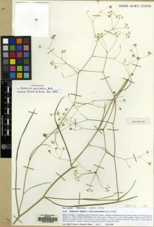Type specimen at Edinburgh (E). Neves, Sílvia; Neves, Susana: 67. Barcode: E00104308.