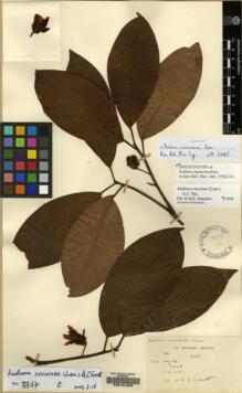 Type specimen at Edinburgh (E). Garrett, H.: 940. Barcode: E00104356.