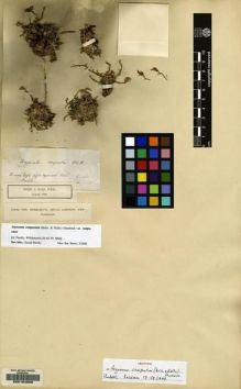 Type specimen at Edinburgh (E). Von Heldreich, Theodor: . Barcode: E00104692.