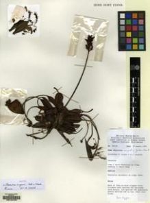 Type specimen at Edinburgh (E). Argent, George; Reynoso, Ernesto: 89119. Barcode: E00104733.