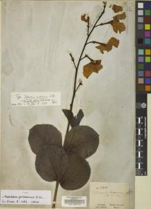 Type specimen at Edinburgh (E). Gardner, George: 3311. Barcode: E00105112.