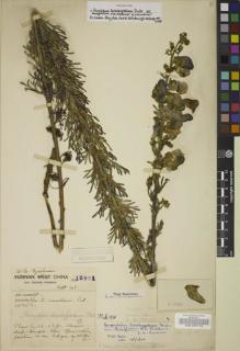 Type specimen at Edinburgh (E). Forrest, George: 16991. Barcode: E00105179.