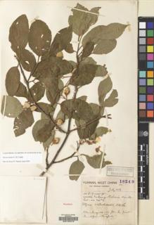 Type specimen at Edinburgh (E). Forrest, George: 18249. Barcode: E00105278.