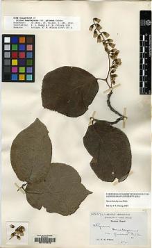 Type specimen at Edinburgh (E). Wilson, Ernest: 2574A. Barcode: E00105439.