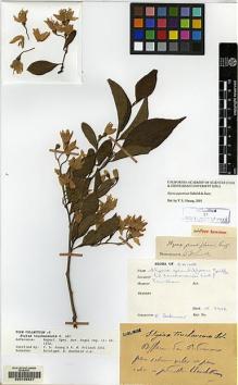 Type specimen at Edinburgh (E). Bodinier, Emile: . Barcode: E00105627.