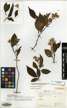 Type specimen at Edinburgh (E). Bodinier, Emile: . Barcode: E00105628.