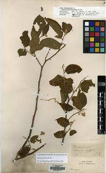 Type specimen at Edinburgh (E). Arnott, George: 1113. Barcode: E00105771.
