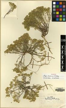 Type specimen at Edinburgh (E). Davis, Peter; Coode, Mark: D.36799. Barcode: E00105992.