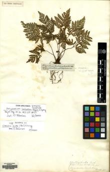 Type specimen at Edinburgh (E). Poeppig, E: . Barcode: E00106039.