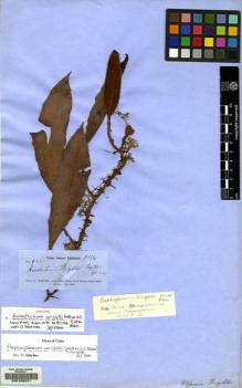 Type specimen at Edinburgh (E). Wright, Charles: 965. Barcode: E00106041.