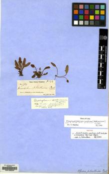 Type specimen at Edinburgh (E). Wright, Charles: 794. Barcode: E00106046.
