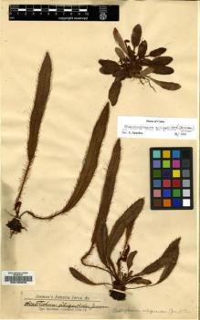 Type specimen at Edinburgh (E). Jenman, George: . Barcode: E00106053.