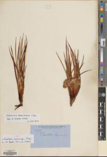 Type specimen at Edinburgh (E). Brown, Robert: . Barcode: E00106287.