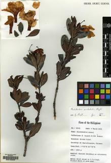 Type specimen at Edinburgh (E). Argent, George; Romero, E.: 92141. Barcode: E00106605.