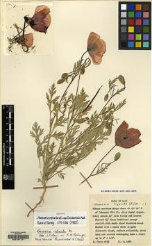 Type specimen at Edinburgh (E). Furse, Paul: 2575. Barcode: E00107111.