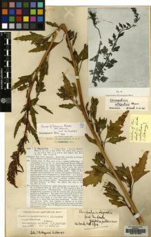 Type specimen at Edinburgh (E). Hayward, Ida: 2131. Barcode: E00107352.