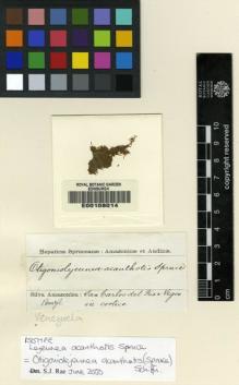 Type specimen at Edinburgh (E). Spruce, Richard: . Barcode: E00108014.