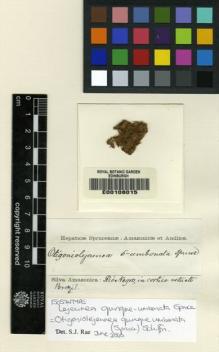 Type specimen at Edinburgh (E). Spruce, Richard: . Barcode: E00108015.