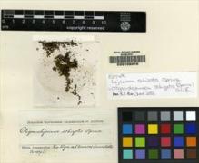 Type specimen at Edinburgh (E). Spruce, Richard: . Barcode: E00108016.