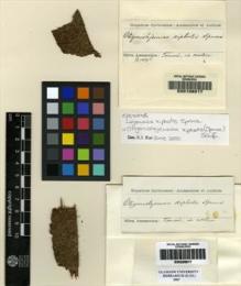 Type specimen at Edinburgh (E). Spruce, Richard: . Barcode: E00108017.
