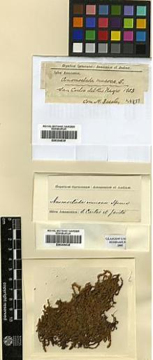 Type specimen at Edinburgh (E). Spruce, Richard: . Barcode: E00108019.