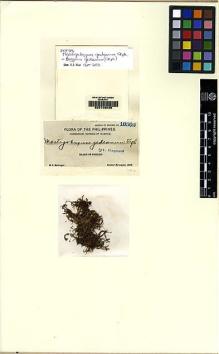 Type specimen at Edinburgh (E). McGregor, Richard: 10502. Barcode: E00108035.