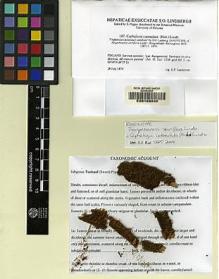 Type specimen at Edinburgh (E). : . Barcode: E00108038.