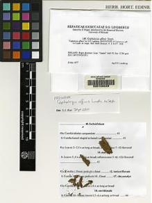 Type specimen at Edinburgh (E). Lindberg, Sextus: . Barcode: E00108039.