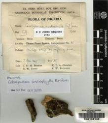 Type specimen at Edinburgh (E). Jones, Eustace; Brenan, John; Onochie, Charles; Richards, Paul: 35. Barcode: E00108142.