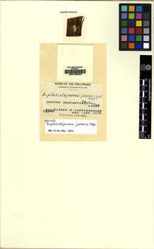 Type specimen at Edinburgh (E). Vanoverbergh, Maurice: 1040. Barcode: E00108203.