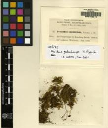 Type specimen at Edinburgh (E). Fleischer, Max: 22. Barcode: E00108211.