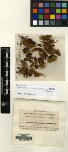 Type specimen at Edinburgh (E). Fleischer, Max: 201. Barcode: E00108218.