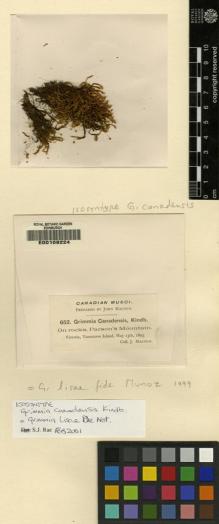 Type specimen at Edinburgh (E). Macoun, John: 652. Barcode: E00108224.